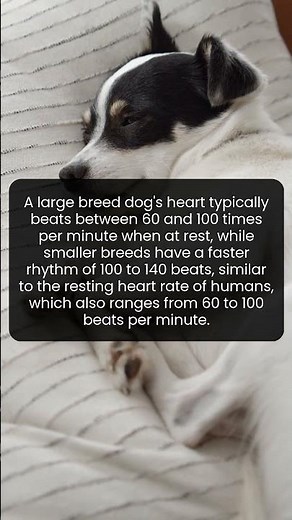 Why do small dogs have faster heartbeats than large ones