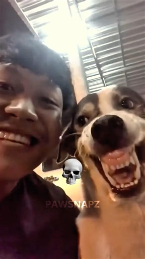 DOGS IMITATING HUMANS 🎭 #dog #dogshorts #shorts #viral