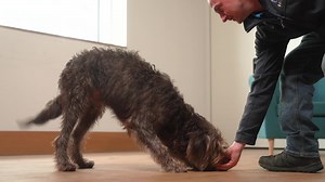 4.3K views · 251 reactions | Like all skills training, teaching a bow is a good way to keep your dog mentally stimulated, and exercise their brain as well as their body.  Learn how to teach your dog to take a bow, the Battersea way, in our step by step video.  https://bit.ly/3wf6qkV | Battersea | Facebook