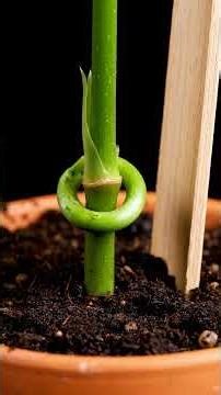 Satisfaction Overload: Pineapple's Satisfying Epic 8K Transformation (Nature's Slow Dance) #growth