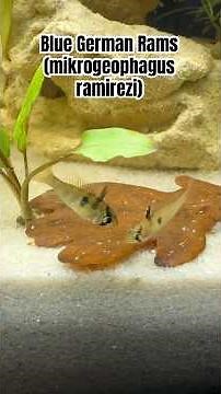 Days 14–16 – Snail Close-Up, Cory Resting and Shoaling, Ram Face-Offs | 84L Planted Father Fish Tank