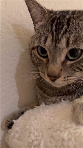 #DreamTrackAI Me posting to be like a model into a fantasy kingdom and doing nothing #purring #cat