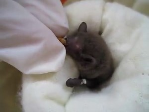 Although I mostly care for flying-foxes, we do get the occasional microbat into care. Chatty Charlie is a Little Broad-nosed bat and unlike his larger cousins who are predominately pollen and nectar feeders, most microbats feed upon insects such as beetles, bugs, moths, termites, crickets and lacewings. Vitally important in keeping insect populations in check, microbats are seldom seen but this doesn't in any way diminish their importance in maintaining a healthy environment. Following time in c