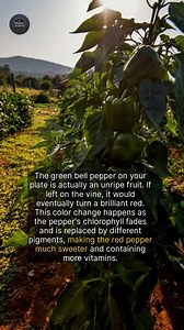261K views · 6.3K reactions | Green bell peppers are simply unripe red bell peppers. | The History Archives | Facebook