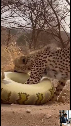 Python vs Leopard Shocking Wildlife Fight Caught on Camera