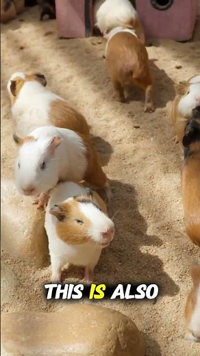 Your Guinea Pig Sleeps More Than You Think