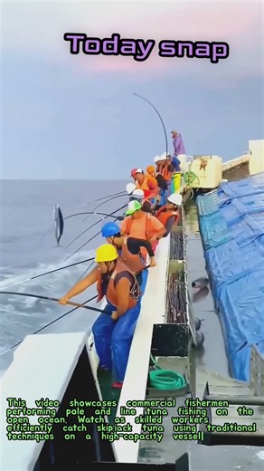Commercial Pole and Line Tuna Fishing Process on Ocean Vessel