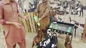 18K views · 874 reactions | Flea Wort Use For Goat  Kids || بکری کے بچوں کے لئے اسبغول کا استعمال | Goat Land Farms | Facebook
