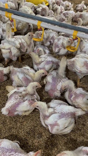 Bulet dan sedikit berbulu 🔥#fyppppppppppppppppppppppp #kandangayamclosehouse #ayambroiler