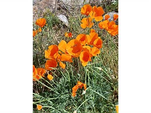 Spring In Bloom In Spring Valley: Photo Of The Day