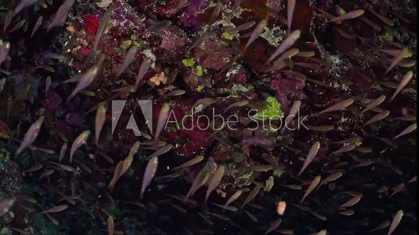 Big Shoal of Glassfish in front of the Coral Reef in the Maldivian Archipelago in the Indian Ocean