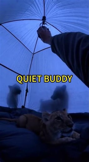 I Saved the Lion Cub From Hyenas #lioncub #safari #rescue #wildliferescue #wildlife ‪@Wildwoooo‬