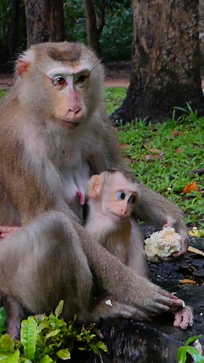 1.5K views · 27 reactions | Luna’s weaning behavior mirrors natural patterns among wild monkeys | Monkey Save | Facebook