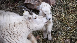 Baby Rocky Mountain goat makes debut at Colorado zoo