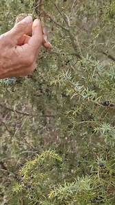 Le Genévrier commun ou Genièvre (Juniperus communis L.) | nelly grosjean