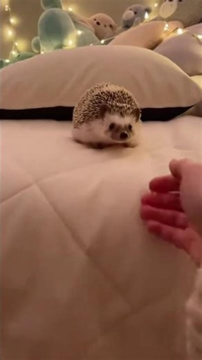 HOMEWARD BOUND: HEDGEHOG HIDEOUT 🦔 (2026)