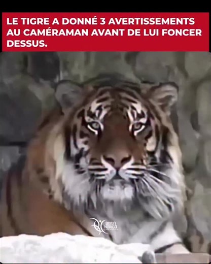 Bana_kongo2 on Instagram: "​Le Cri d’avertissement d’un Tigre, un Grondement profond ou un Rugissement tonitruant, constitue sa première Ligne de Défense : un Message clair indiquant que quelqu’un s’approche trop près. ​Les Tigres n’aiment pas les Surprises. Lorsqu’ils sentent que leur Territoire est menacé, ils le font savoir bien avant de passer à l’Action. Mais si cet Avertissement est ignoré, l’Instinct prend le dessus. La Charge soudaine qui suit n’est pas toujours une Attaque, mais une Dém