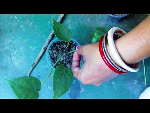 How to grow black pepper plant at home |quick propagation technique