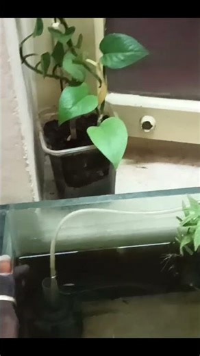 Betta Fish Tank Setup + Business Plan 🔥 Full Guide Tamil | Beginner to Profit | #new #aquarium #fish