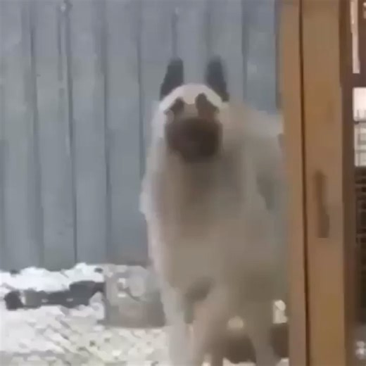 Funniest animal dancing moments ever 😂 #funnyanimals #funnyanimalvideos #animaldancing