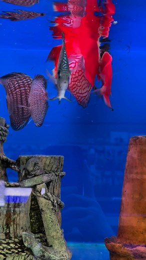 New discus now in store ready for a new home #discus #fishtank #aquarium | Fishtank Aquarium