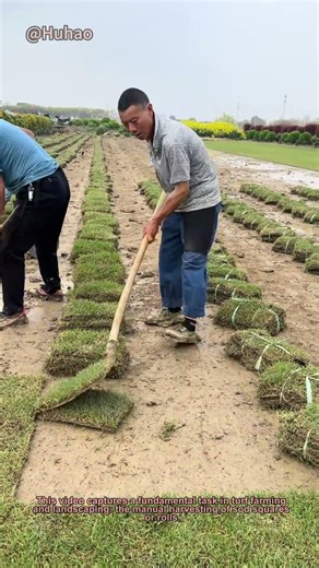 How to Harvest Sod by Hand | Turf Farming & Lawn Installation Technique
