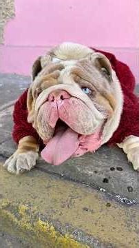 Get Ready With Me: Polar's morning routine 🐶✨ #dogwalk #foryou #doglife