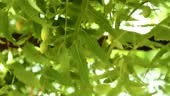 Indian neem tree with neem fruit slow motion,neem leaves of neem tree...
