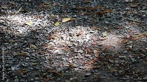 Fallen dried Samanea saman, known as rain tree, flowers and leaves with beautifully moving sunlight and shadow on gravel ground Stock Video