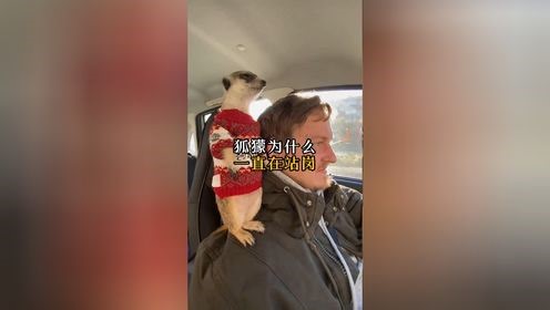 狐獴为什么一直在站岗？