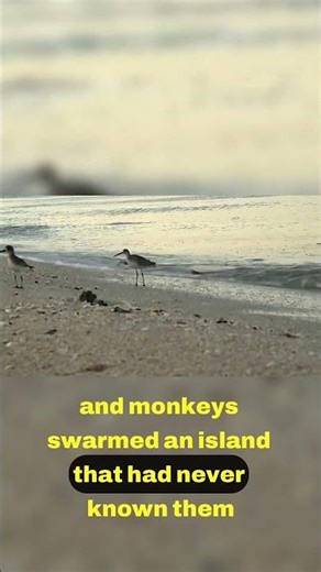 Humanity's Impact The Dodo's Tragic Downfall