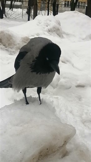 Ворона Банши даёт территориальный клич / Female crow Banshee makes territorial call. crow sounds