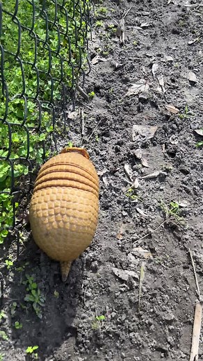 Armadillo Running Speed: Surprising Facts Revealed