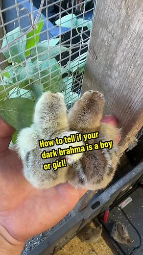 Dark Brahmas Sexing Guide: Tell Rooster vs Pullet