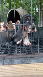Frankie LOVES the water. I was cleaning the pen and he kept running back and forth through the hose. | Maple Street Bassets