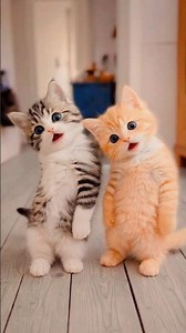 Dhinka Chika Remix #remix #cute🤷🏼‍♀️😺#viral #cat #cats #catlover #catvideos #catblogger #youtubes...