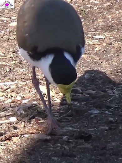 Pulling out worms#lapwing