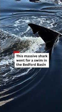 Rare shark visit to Bedford Basin inspires shock and awe