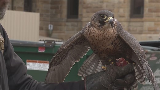 Falconer flies birds to manage Galesburg crow problem