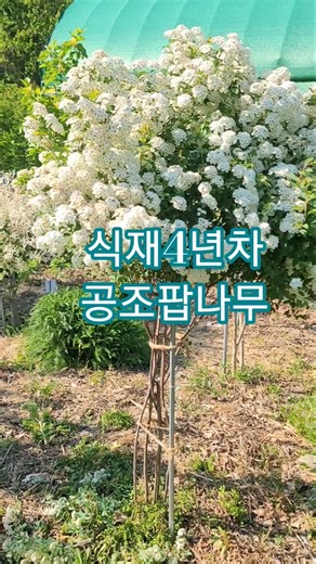 공조팝나무를 독립수로 키워도 예뻐요. 식재4년차에 수형도 잡히고 햇살에 반사되어 우윳빛깔 공조팝나무는 탐스런 꽃송이와 강인한 생명력을 가졌네요. #공조팝나무 #공조팝나무꽃 #공조팝