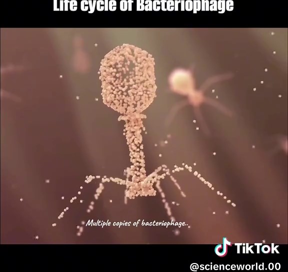 life cycle of bacteriophage #bacteriophage #biologylovers❤️ #LearnOnTikTok #learners #lifefacts #scienceanimations #fypシ゚viral🖤tiktok #