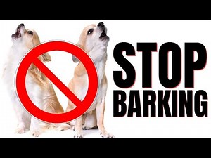 How To Stop Chihuahuas From Barking: Effective Problem-Solving Techniques