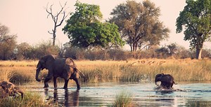 Google launches AI-powered tool to help conservationists track wildlife
