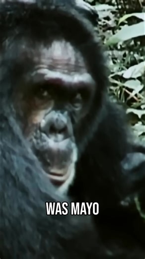 Chimpanzee society revolves around male social dynamics. To understand chimp life, you have to understand the alpha male's behaviour. They pretty much run the show. #RiseOfTheWarriorApes | Discovery Channel Australia