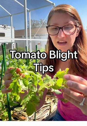 Effective Tomato Plant Disease Management Tips