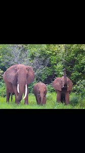 Meru National Park | CiaMeru TV