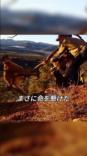A life-threatening rescue mission for a mountain lion