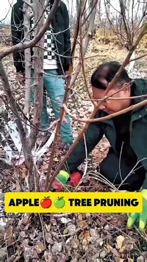 Winter Pruning Techniques for Apple Trees