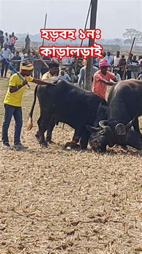 #Harbaha 1No Kara Larai