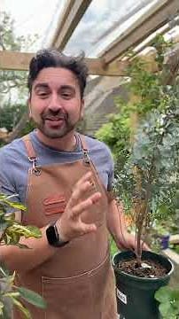 How to plant and care for eucalyptus #gardeningtips